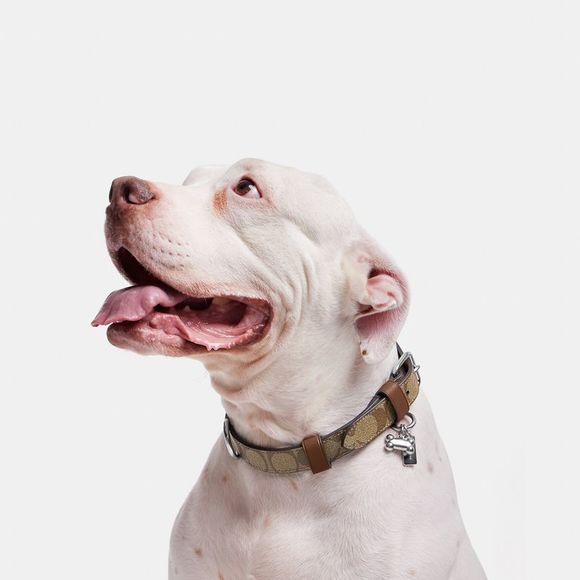 NWT Coach Outlet Boxed Large Pet Collar In Signature Canvas - Picture 3 of 4